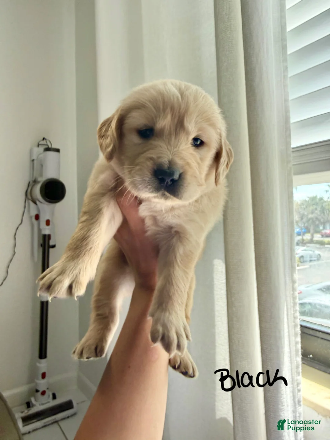 Golden Retriever dogs for sale: Golden Retriever Puppy 2 - Ad 1