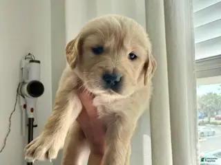 Golden Retriever dogs Golden Retriever Puppy 2 - Ad 7