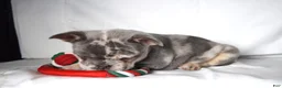 French Bulldog dogs for sale: Trixie - Ad 9