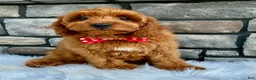 Cavapoo dogs for sale: Lincoln - Ad 5