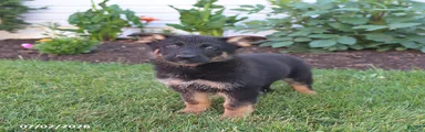 Skye