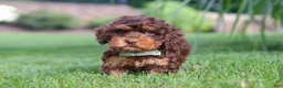 Cockapoo dogs for sale: Seth - Ad 7