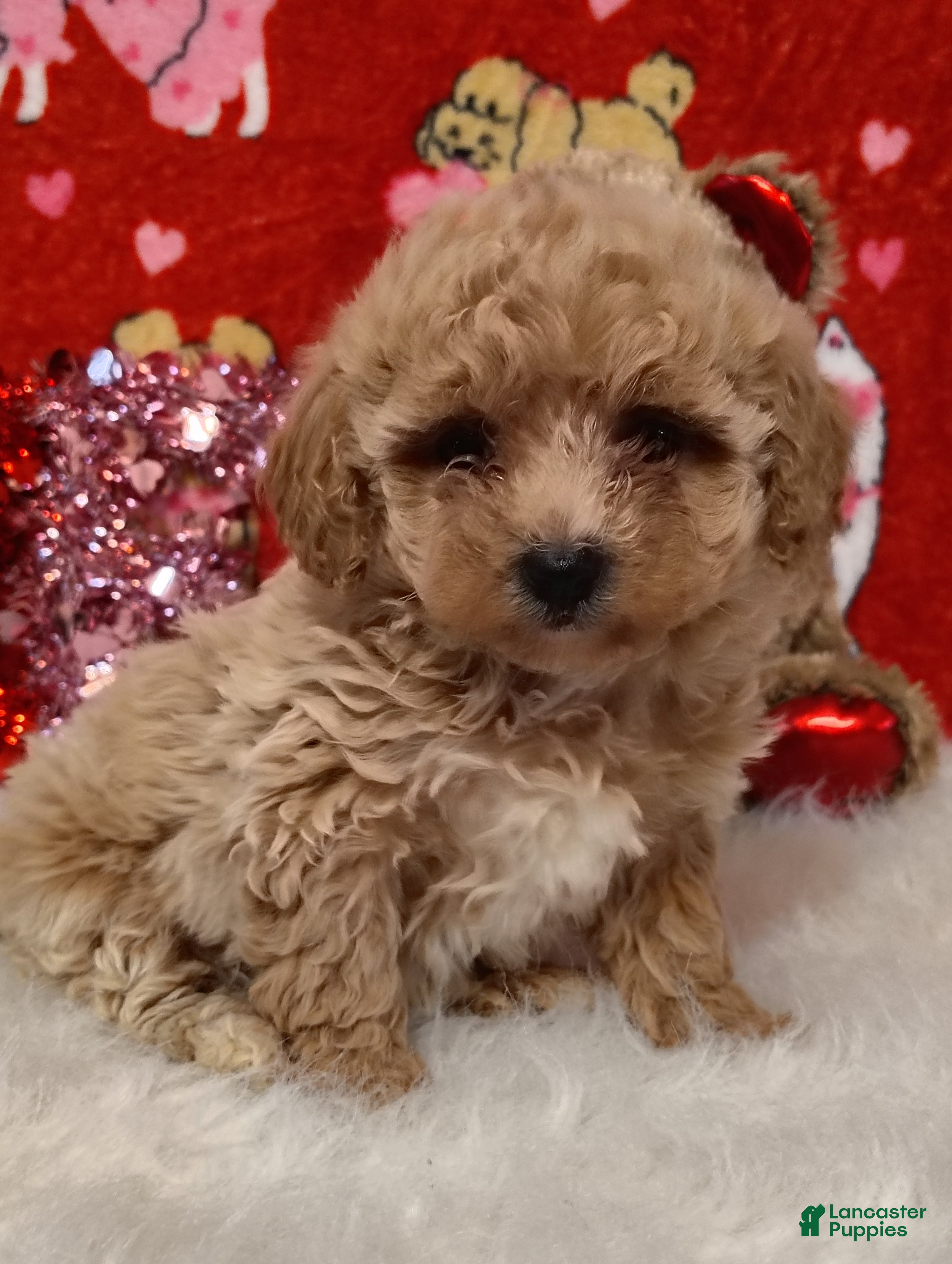Maltipoo dogs Goldie locks - Ad 25