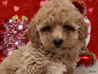 Maltipoo dogs Goldie locks - Ad 23