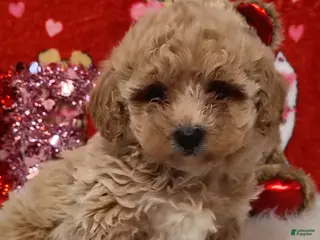 Maltipoo dogs Goldie locks - Ad 28