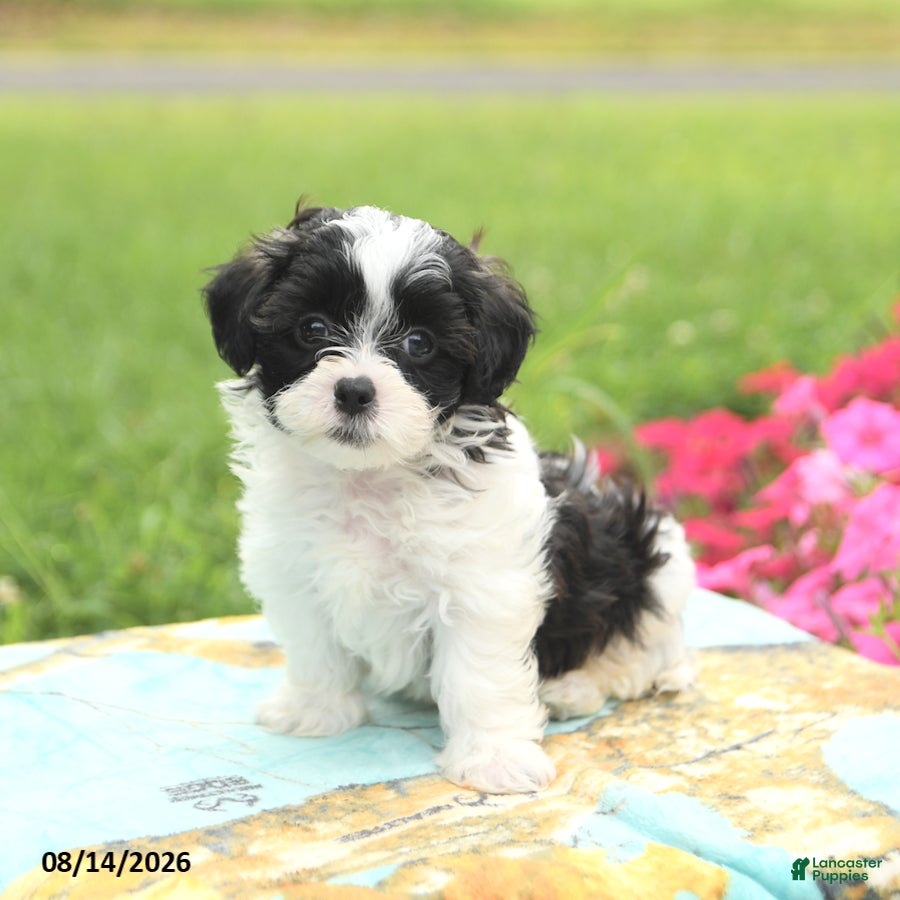 Shihpoo dogs Joey - Ad 2