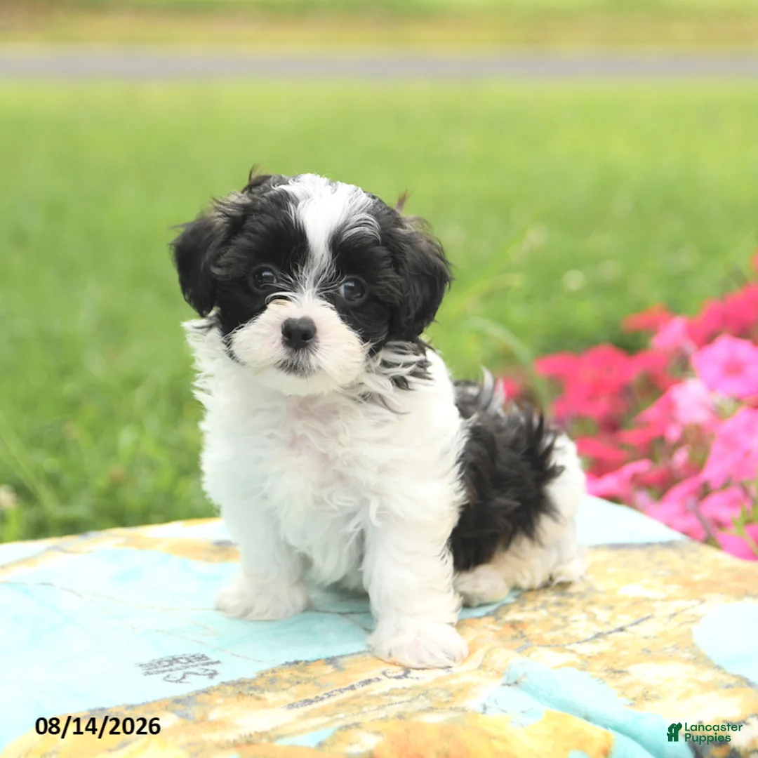 Shihpoo dogs for sale: Joey - Ad 2
