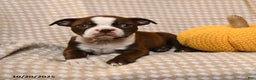 Boston Terrier dogs for sale: Mara  - Ad 2