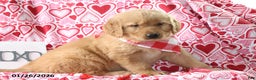 Golden Retriever dogs for sale: Reed - Ad 2