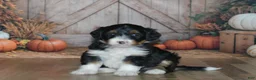 Mini Bernedoodle dogs for sale: Rosie - Ad 4