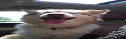 Alaskan Malamute dogs for sale: Hibiscus - Ad 10
