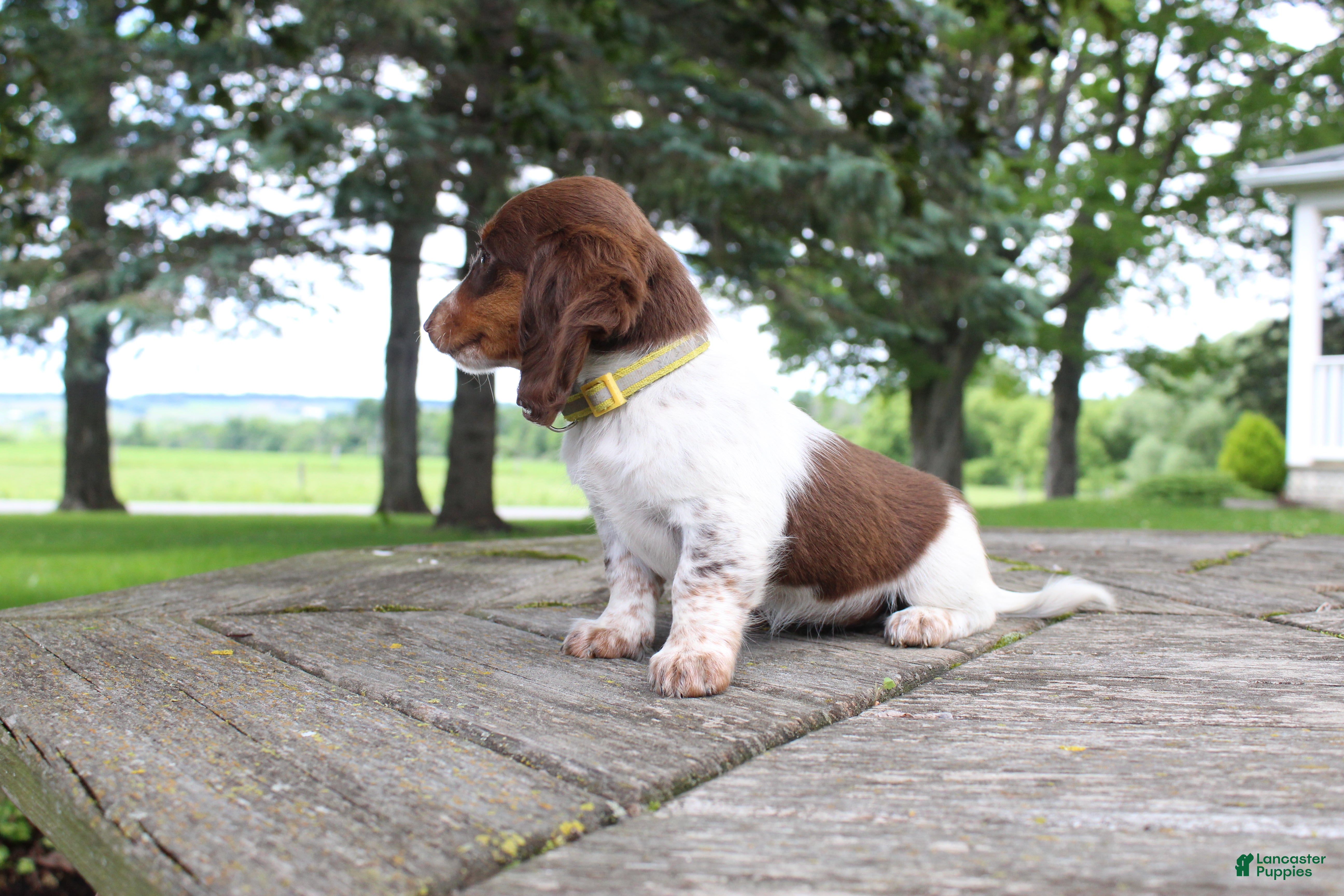 Miniature Dachshund dogs Anna - Ad 2