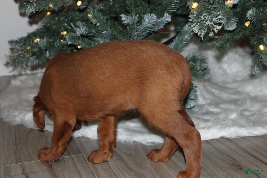 Mixed Breed dogs for sale: gorby - Ad 3