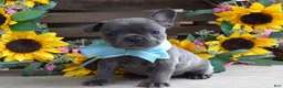 French Bulldog dogs for sale: Louie - Ad 7