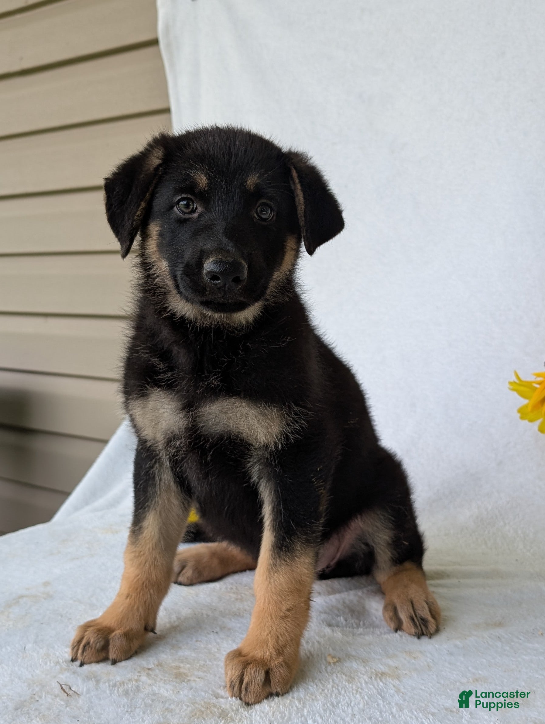 German Shepherd dogs Sky  - Ad 2