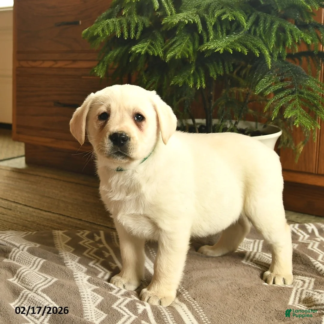 Labrador Retriever dogs for sale: Gizmo  - Ad 2