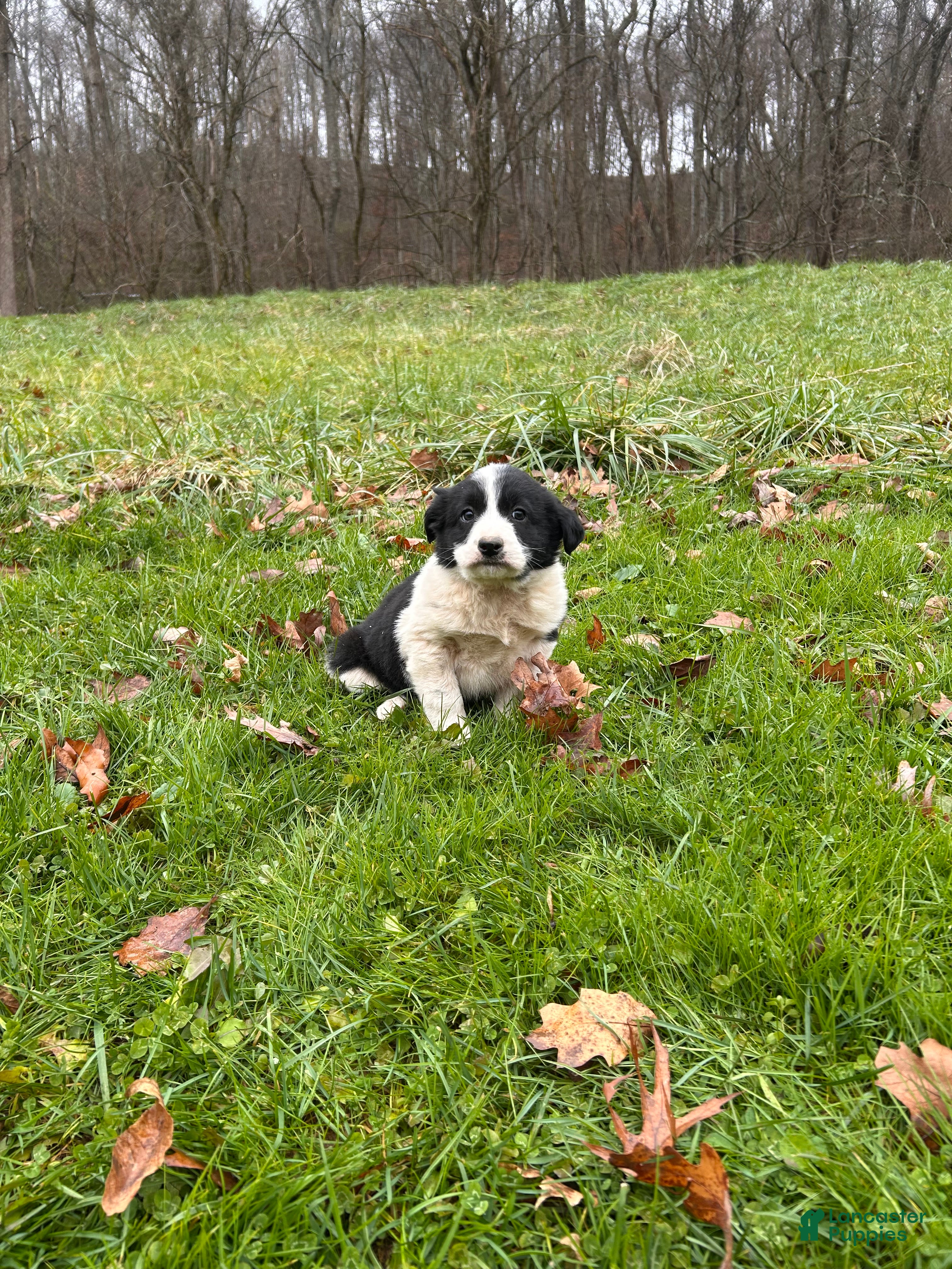 Border Collie dogs Barnie  - Ad 13