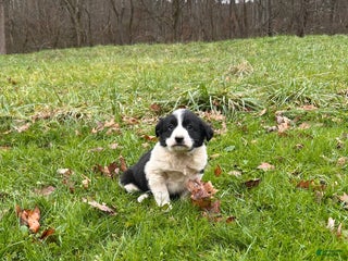 Border Collie dogs Barnie - Ad 13
