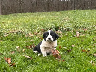 Border Collie dogs Barnie - Ad 7