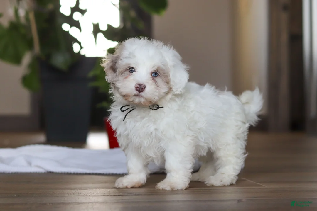 Havapoo dogs for sale: Marshall - Ad 4