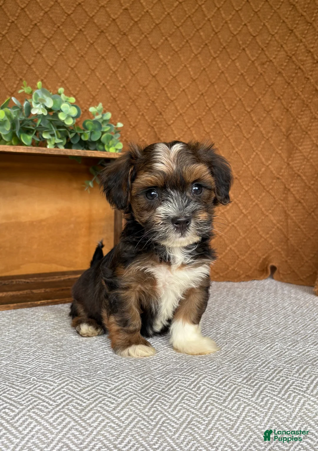 Havanese dogs for sale: Amigo  - Ad 1