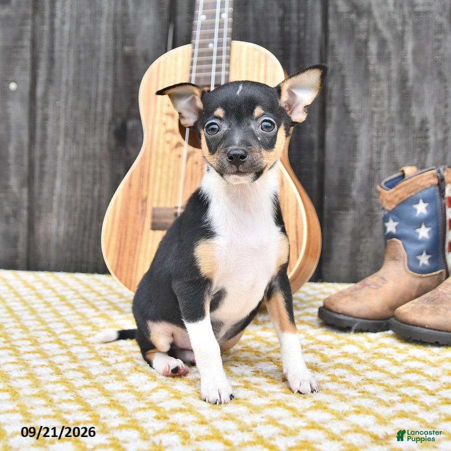 Chihuahua dogs Jack  - Ad 1