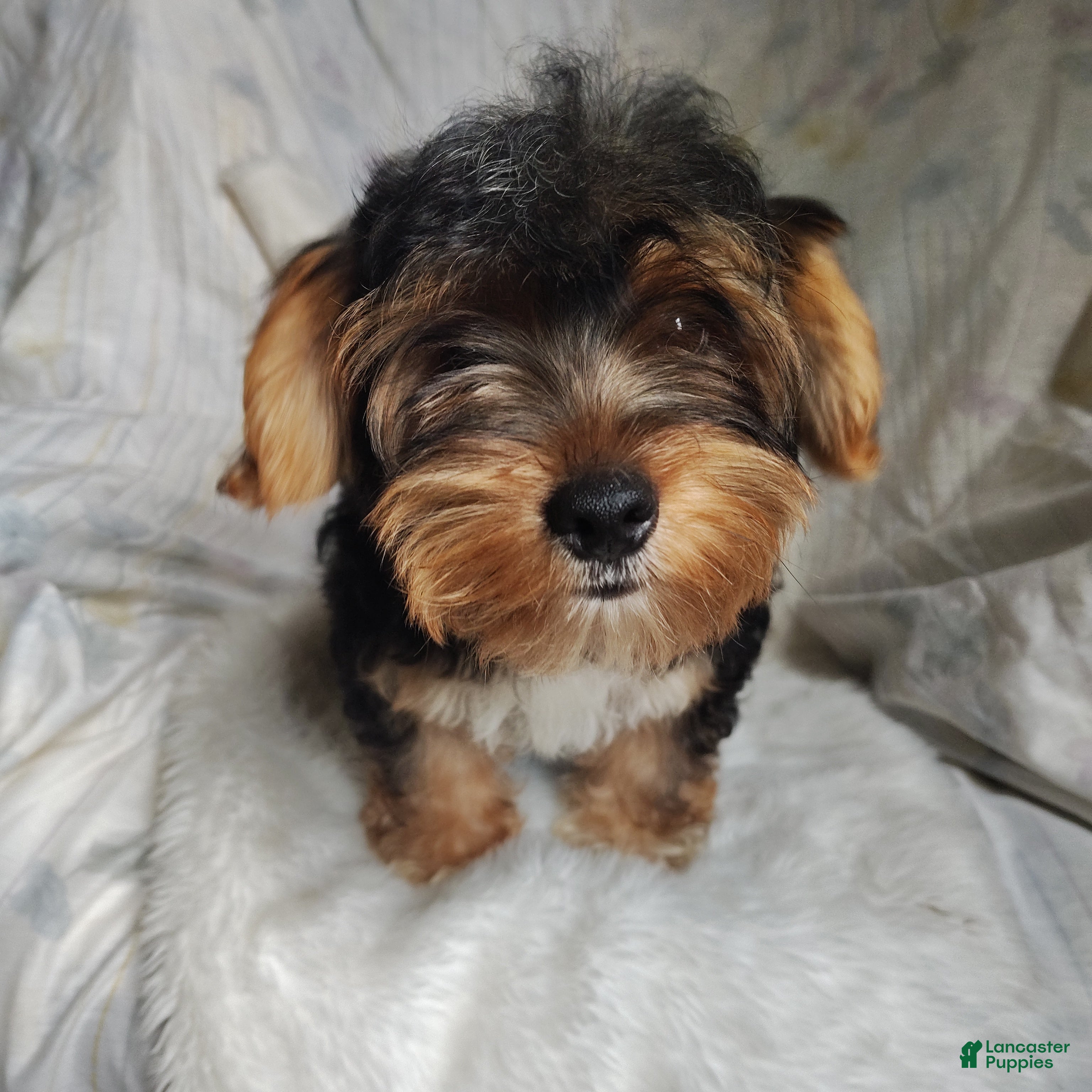 Yorkshire Terrier dogs Freddiola - Ad 2