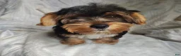 Yorkshire Terrier dogs for sale: Freddiola - Ad 2