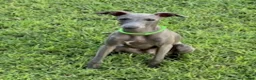Italian Greyhound dogs for sale: Usher - Ad 11
