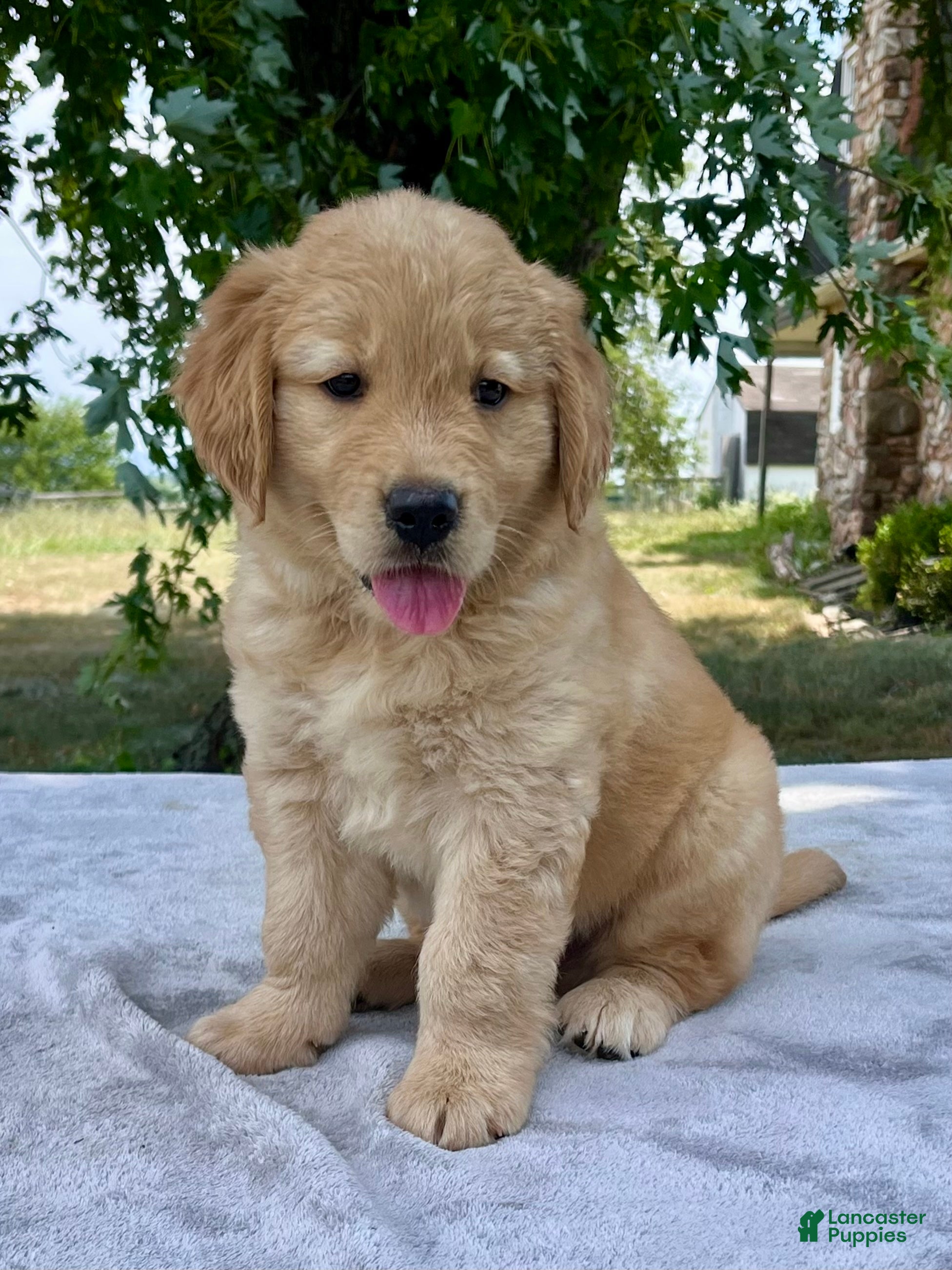 Golden Retriever dogs Duncan - Ad 2