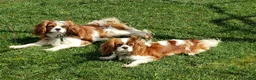 Cavalier King Charles Spaniel dogs for sale: Spot - Ad 6