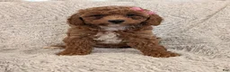 Miniature Poodle dogs for sale: Quinn - Ad 18