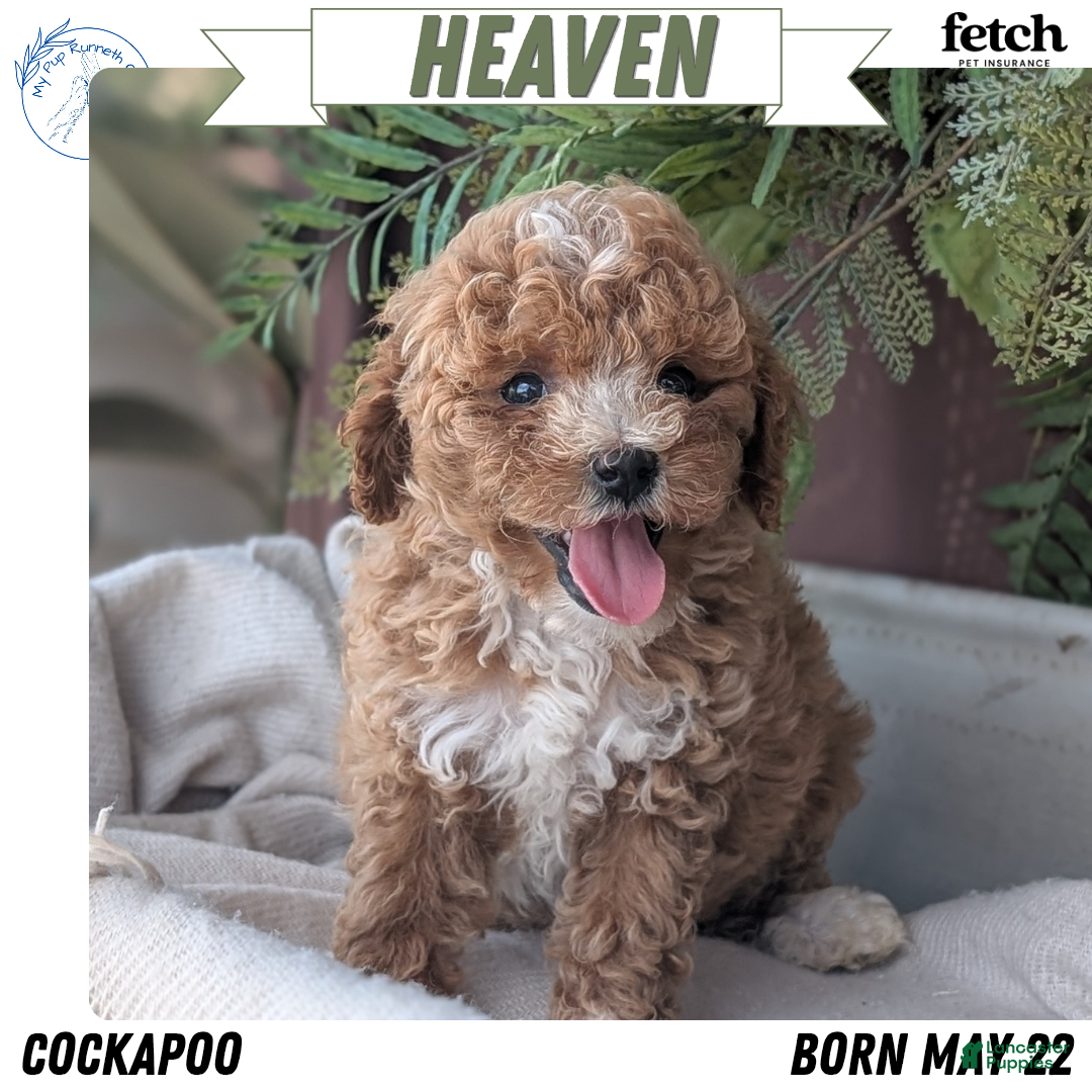 Cockapoo dogs Heaven - Ad 1