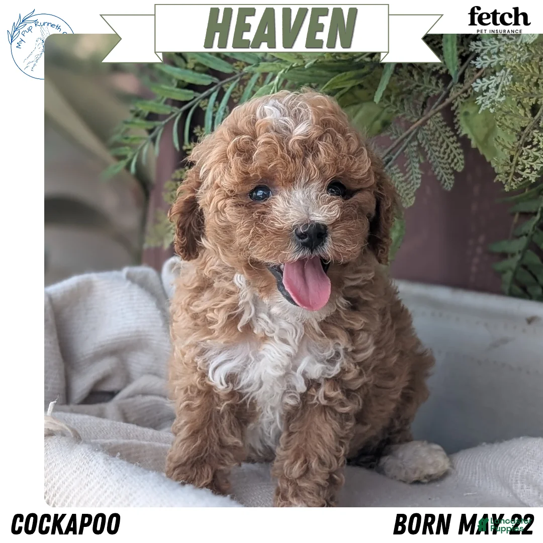Cockapoo dogs for sale: Heaven - Ad 1