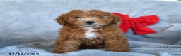 Miniature Poodle dogs for sale: Rita - Ad 2