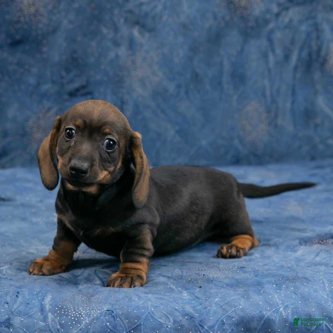 Miniature Dachshund dogs for sale: Darlene - Ad 7