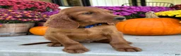 Irish Setter dogs for sale: Ralph - Ad 12