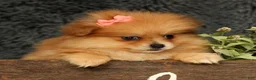 Pomeranian dogs for sale: Chai - Ad 9