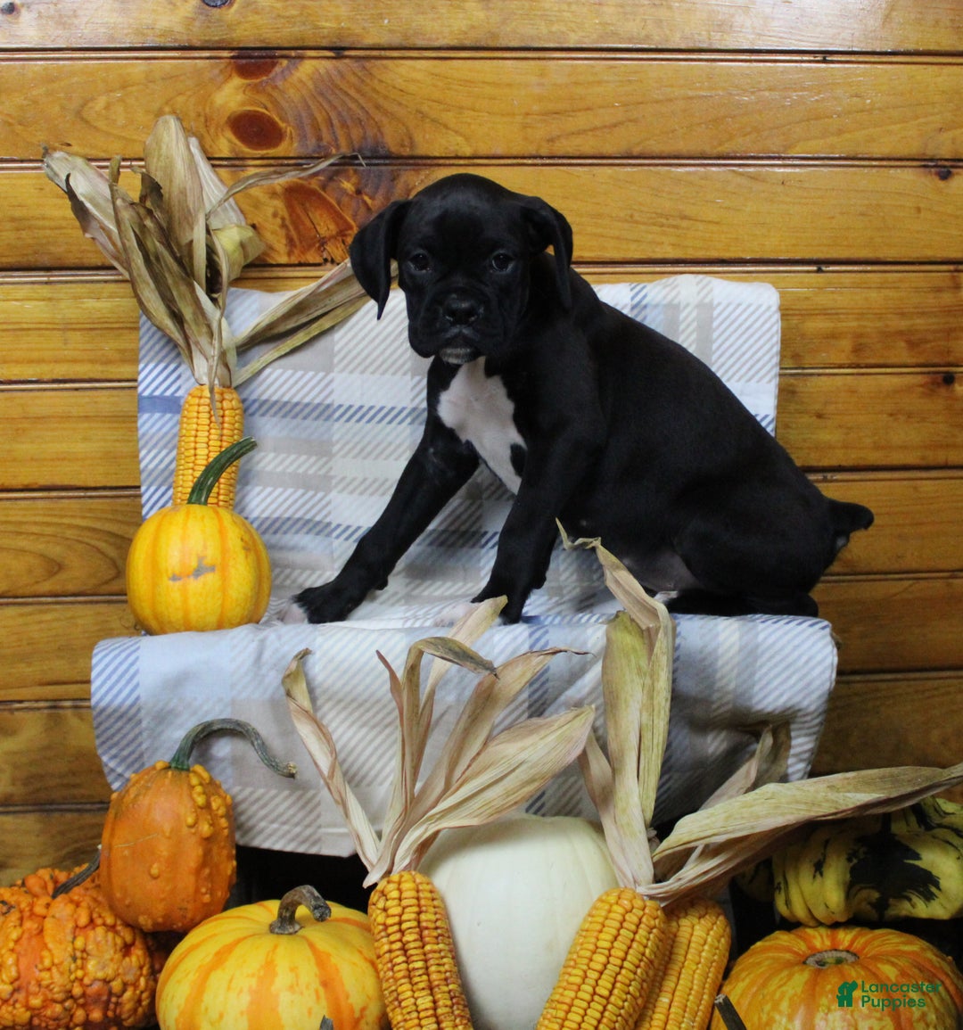 Boxer dogs for sale: Thor - Ad 1