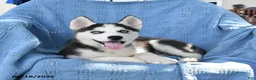 Siberian Husky dogs for sale: Barbie - Ad 3