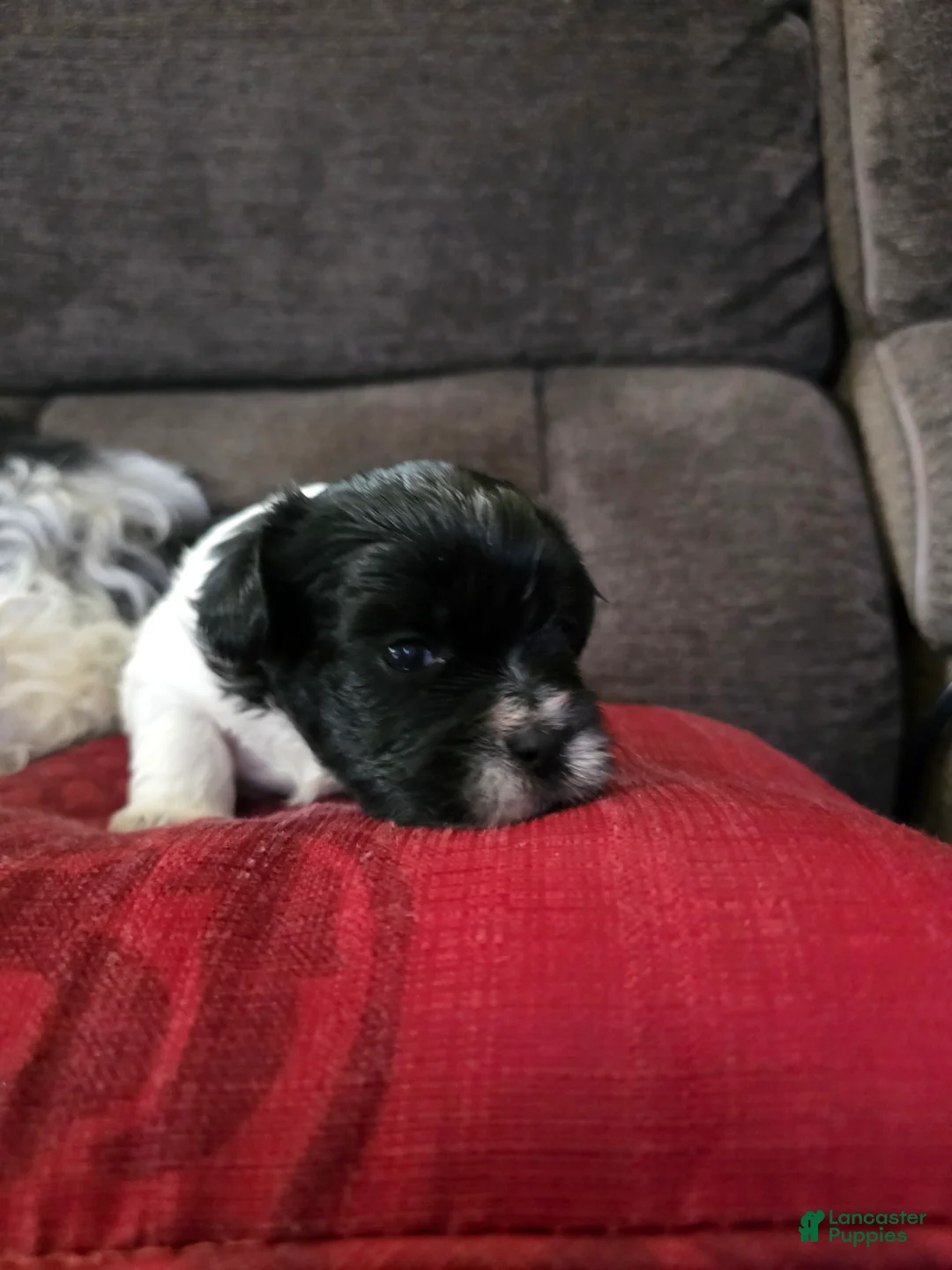 Teddy Bear dogs for sale: Teddy Bear Puppy 5 Daisy Mae - Ad 2