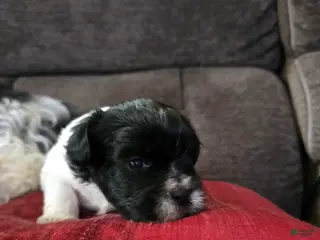 Teddy Bear dogs Teddy Bear Puppy 5 Daisy Mae - Ad 26