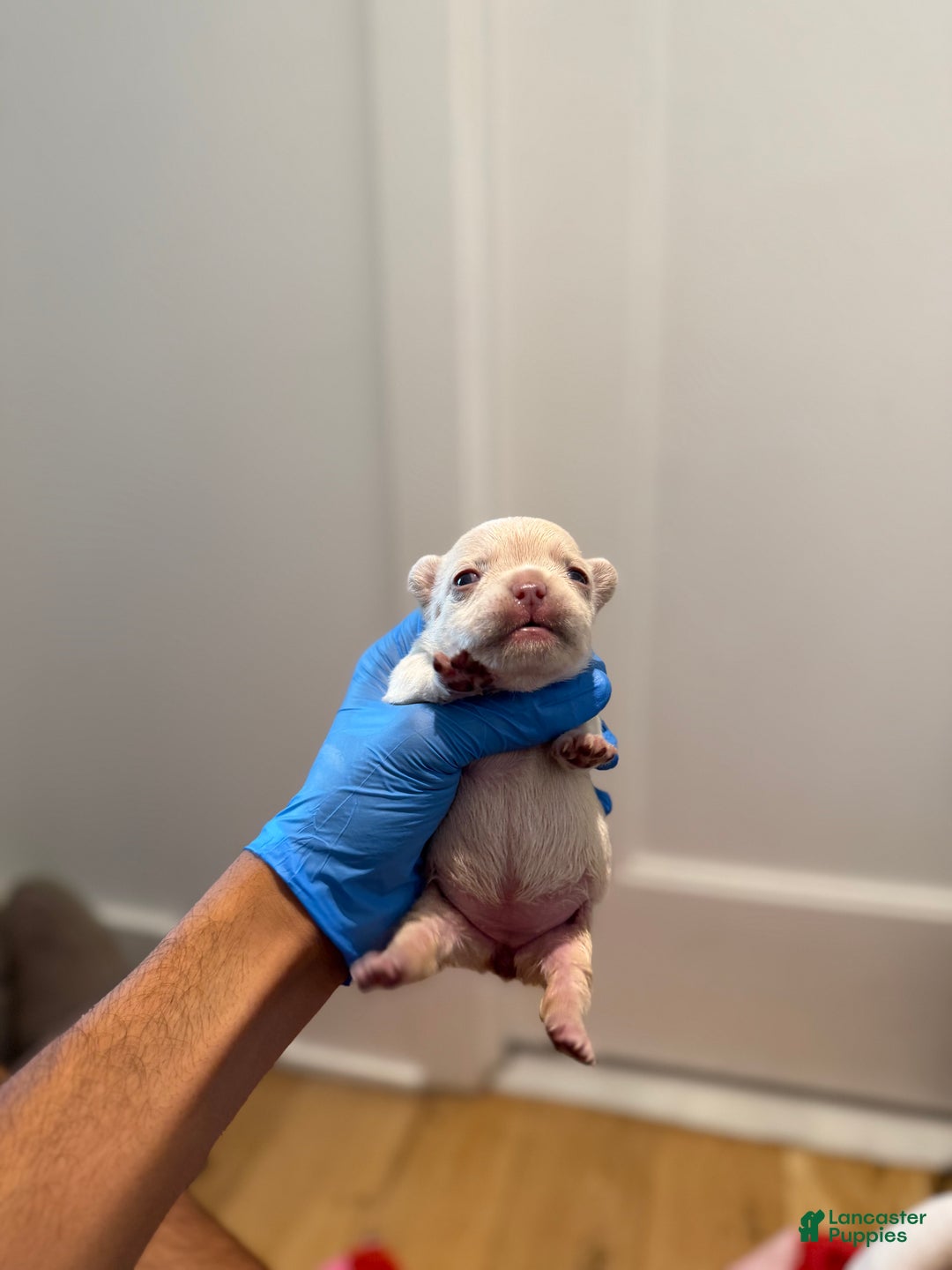 French Bulldog dogs for sale: Isabella - Ad 10