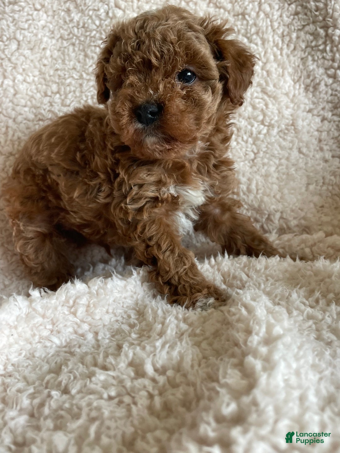 Mini Goldendoodle dogs for sale: Rusty - Ad 2