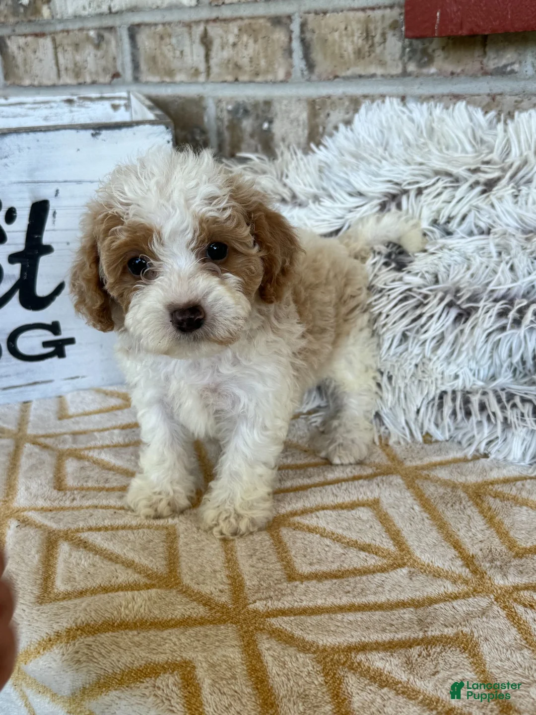 Cavapoo dogs for sale: Rory - Ad 2