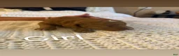 Goldendoodle dogs for sale: Goldendoodle purple collar  - Ad 10