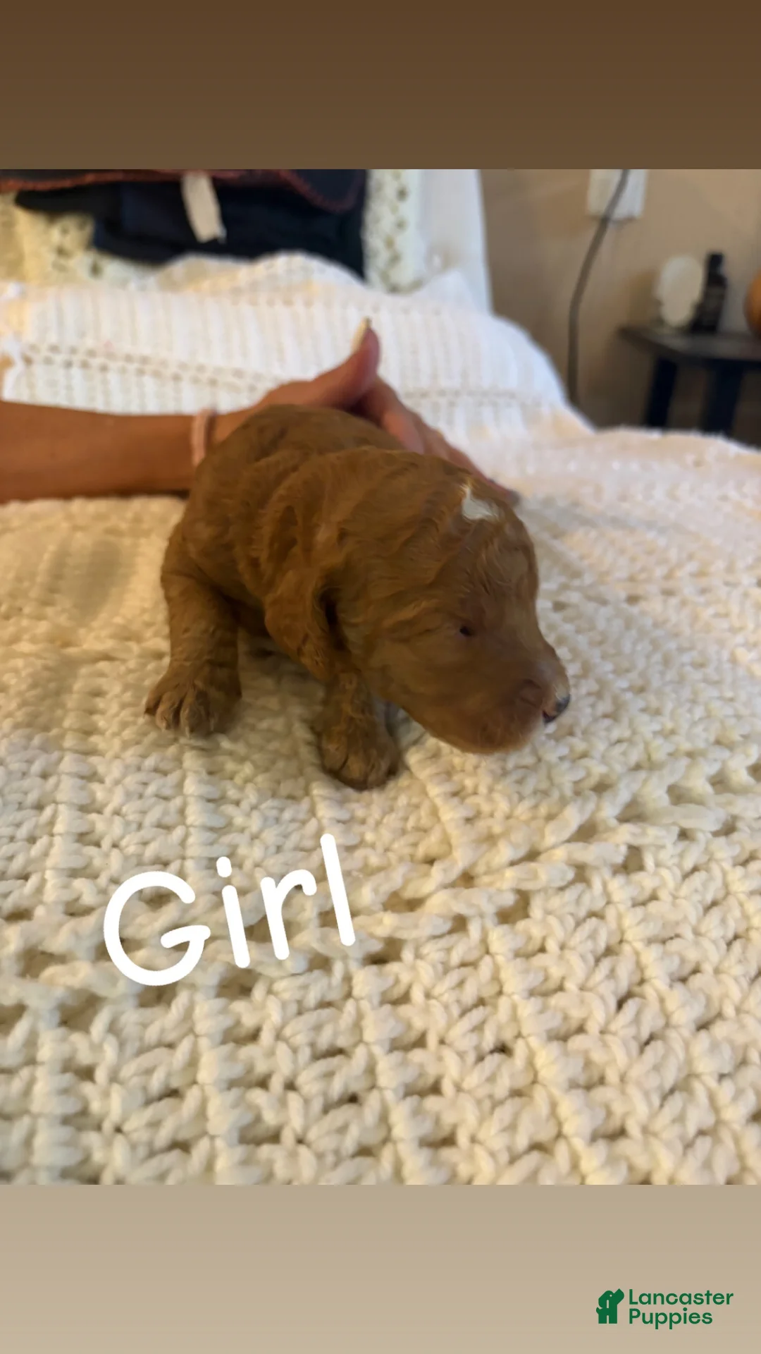 Goldendoodle dogs for sale: Goldendoodle purple collar  - Ad 10