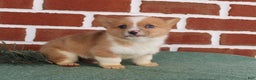Welsh Corgi Pembroke dogs for sale: Justin - Ad 4