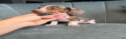 Dachshund dogs for sale: Eeyore - Ad 5
