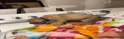 Mixed Breed dogs for sale: Mixed Breed 2 - Ad 1